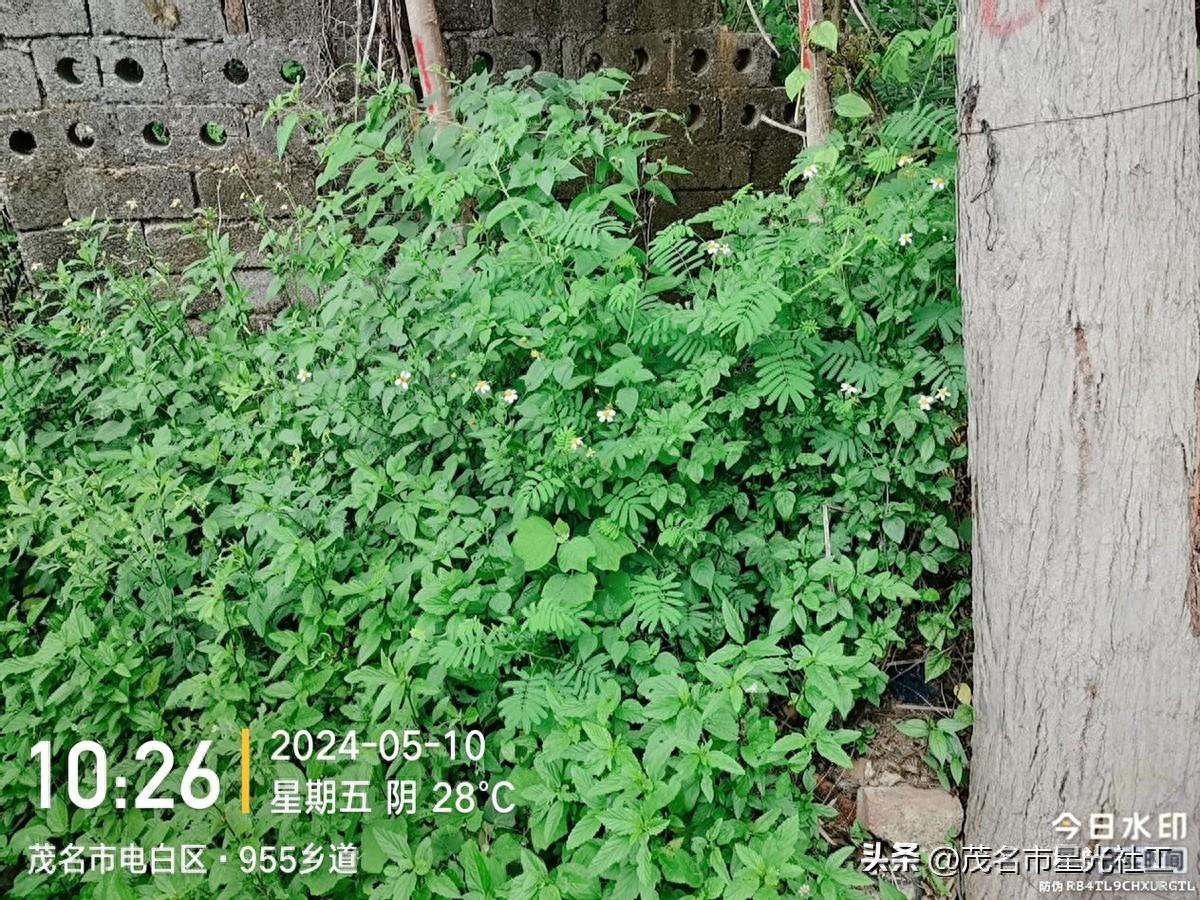 禁种铲毒排查进行时-1.jpg